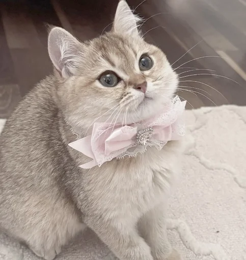 😍 Стикер «s0f-tik tg !¡» для Telegram