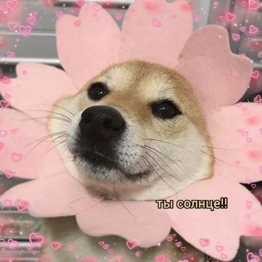 🌞 Стикер «Солнышки» для Telegram