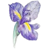 🌺 Эмодзи «Буквы фиолетовые и зелёные, в славянском стиле» для Telegram