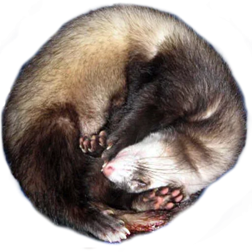 😨 Стикер «Sleepy» для Telegram
