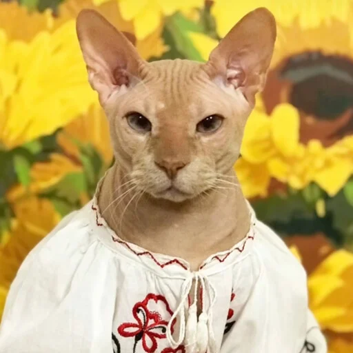 Стикерпак sphynx cat для Telegram — скачать