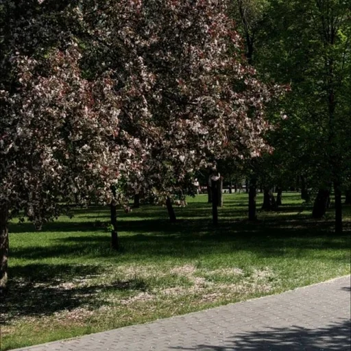 🌟 Стикер «spring aesthetic» для Telegram