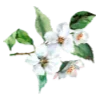 🌷 Эмодзи «Spring - весенние буквы и цветы» для Telegram