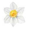 🌷 Эмодзи «Spring - весенние буквы и цветы» для Telegram