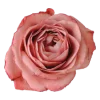 🌷 Эмодзи «Spring - весенние буквы и цветы» для Telegram