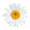 🌷 Эмодзи «Spring - весенние буквы и цветы» для Telegram