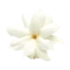 🌺 Эмодзи «Spring - весенние буквы и цветы» для Telegram
