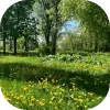 🏞 Эмодзи «𝒔𝒑𝒓𝒊𝒏𝒈 𝒗𝒊𝒃𝒆 𝒃𝒚» для Telegram