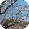 🌳 Эмодзи «𝒔𝒑𝒓𝒊𝒏𝒈 𝒗𝒊𝒃𝒆 𝒃𝒚» для Telegram