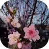 🌳 Эмодзи «𝒔𝒑𝒓𝒊𝒏𝒈 𝒗𝒊𝒃𝒆 𝒃𝒚» для Telegram