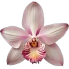 🤩 Эмодзи «Spring vibe» для Telegram