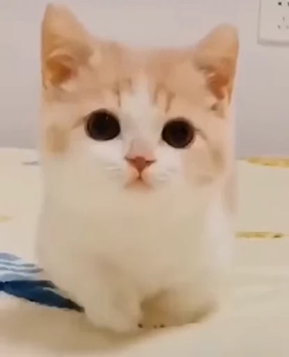 🐈 Стикер «котики зеточки» для Telegram