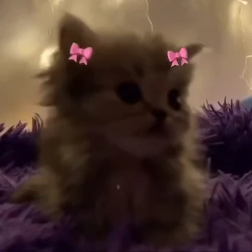 🎀 Стикер «котики зеточки» для Telegram