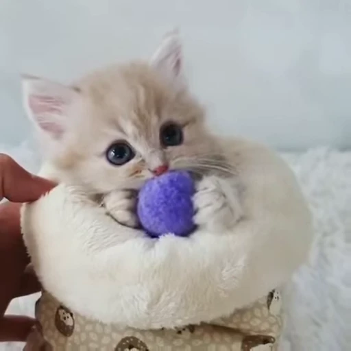 😗 Стикер «котики зеточки» для Telegram