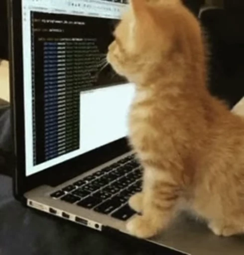 🐈 Стикер «котики зеточки» для Telegram