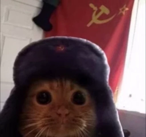 💗 Стикер «котики зеточки» для Telegram