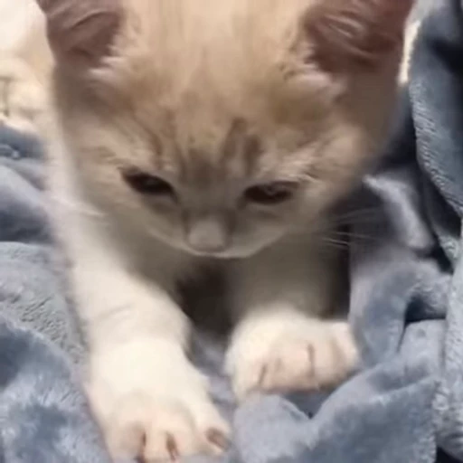 🥰 Стикер «котики зеточки» для Telegram