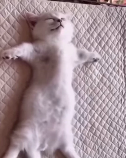 😴 Стикер «котики зеточки» для Telegram