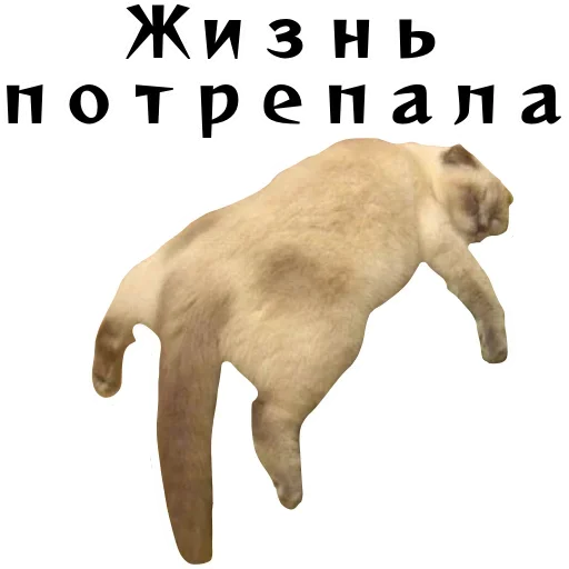 🥶 Стикер «Спящий Режим» для Telegram