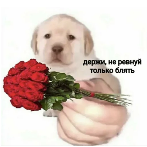 😠 Стикер «Starter pack» для Telegram