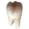 🦷 Эмодзи «🫀 эмодзи статусы ы» для Telegram
