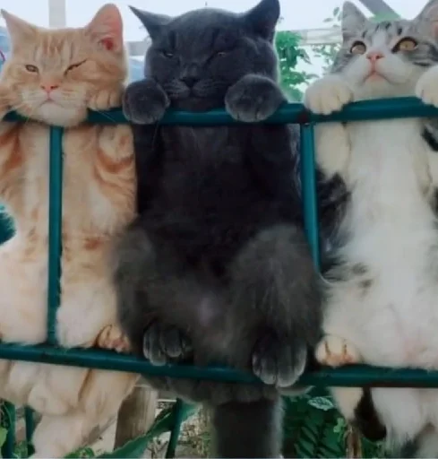🐱 Стикер «Stay Home» для Telegram