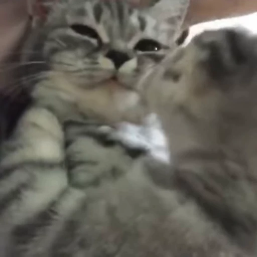 😘 Стикер «StellarCats» для Telegram
