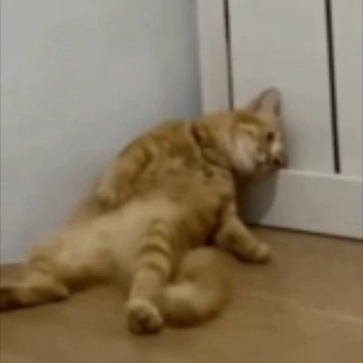 😴 Стикер «StellarCats» для Telegram