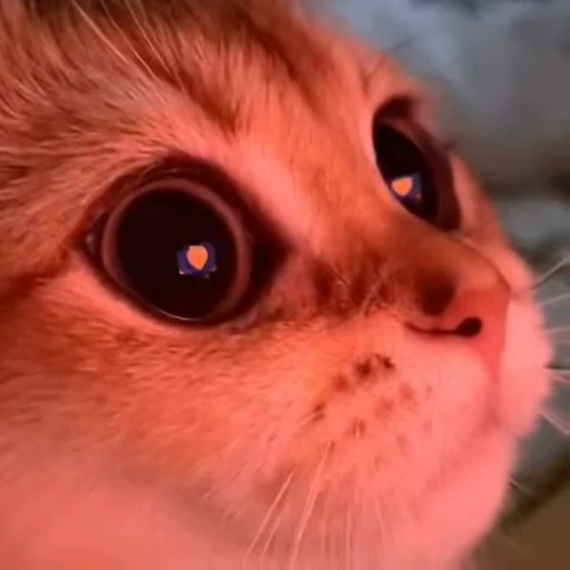 Стикерпак StellarCats для Telegram — скачать