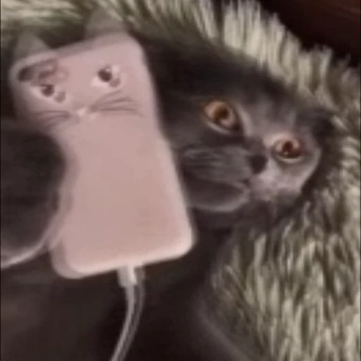 📱 Стикер «StellarCats» для Telegram