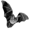 🦇 Эмодзи «Black Аesthetics» для Telegram