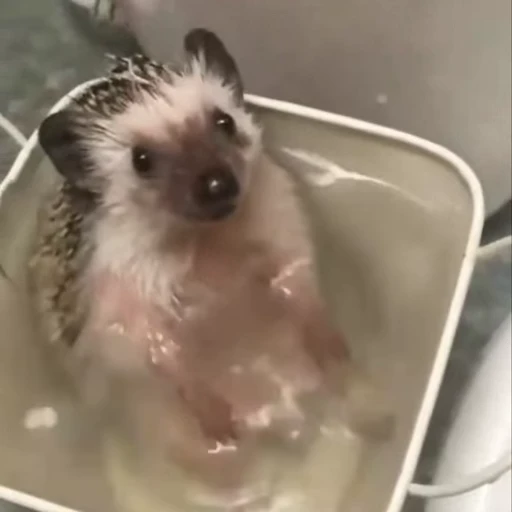 🦔 Стикер «Ежики» для Telegram