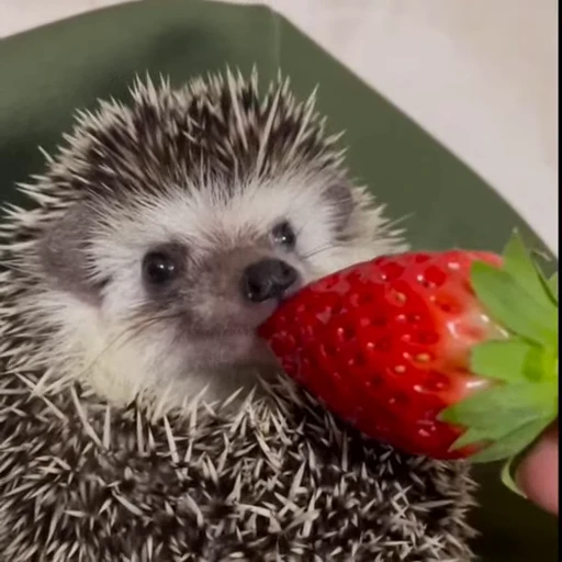 🦔 Стикер «Ежики» для Telegram