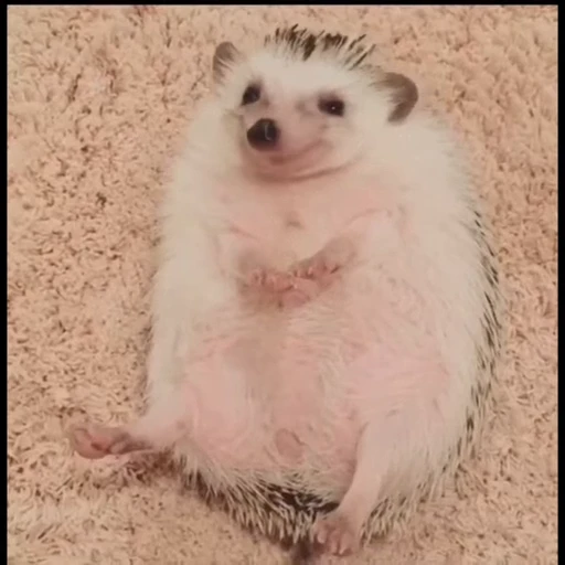 🦔 Стикер «Ежики» для Telegram