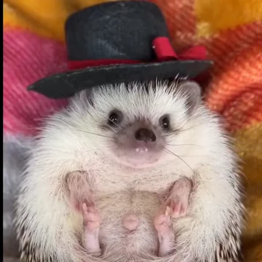 🦔 Стикер «Ежики» для Telegram