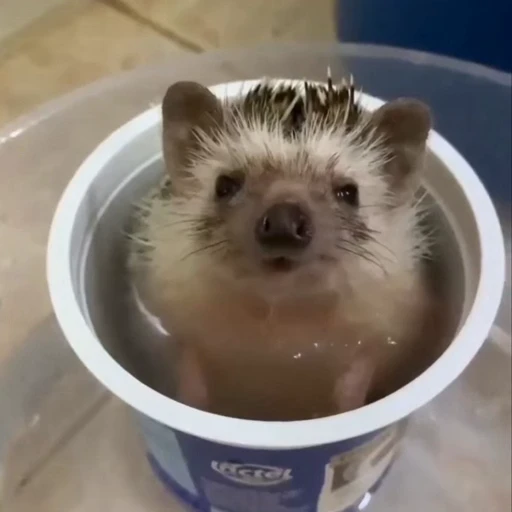 🦔 Стикер «Ежики» для Telegram