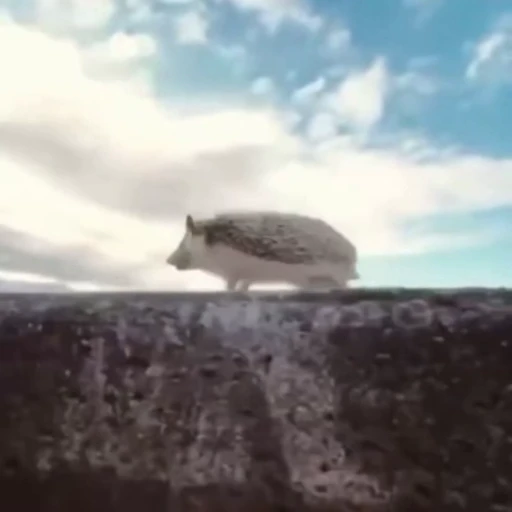 🦔 Стикер «Ежики» для Telegram