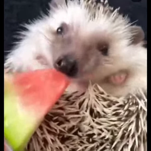 🦔 Стикер «Ежики» для Telegram