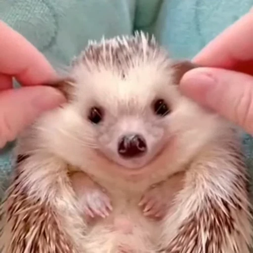 🦔 Стикер «Ежики» для Telegram