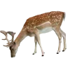 🤩 Эмодзи «Forest» для Telegram