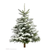 🤩 Эмодзи «Forest» для Telegram
