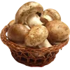 🤩 Эмодзи «Forest» для Telegram
