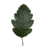 🤩 Эмодзи «Forest» для Telegram