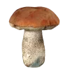 🤩 Эмодзи «Forest» для Telegram