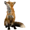 🤩 Эмодзи «Forest» для Telegram