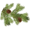 🤩 Эмодзи «Forest» для Telegram