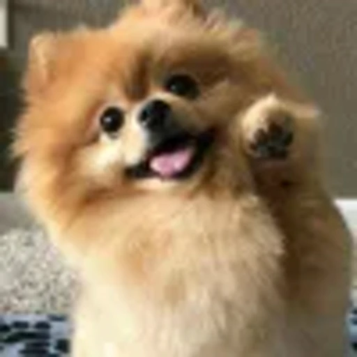 🤩 Эмодзи «Песели» для Telegram