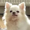 🤩 Эмодзи «Песели» для Telegram