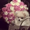 👛 Эмодзи «wakeupis2015 💅🏻» для Telegram