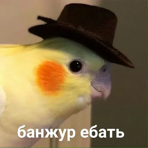 😜 Стикер «Moy pack» для Telegram